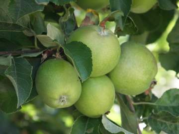 Apfelbaum mit gesunden Früchten
