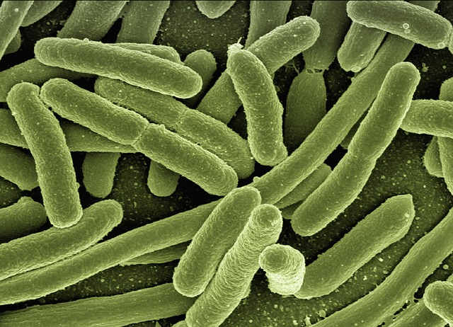 koli-bacteria-123081 640